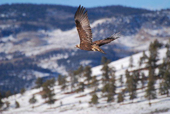 eagle 1_0021