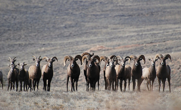 Bighorn Lineup_0731