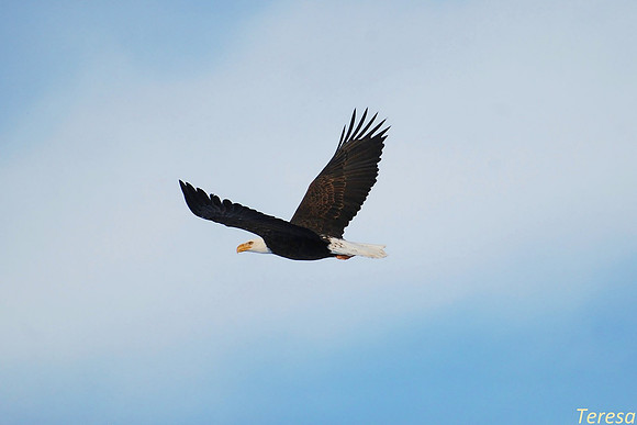 eagles fly