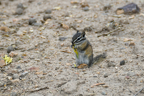 Dandelion Treat_0594