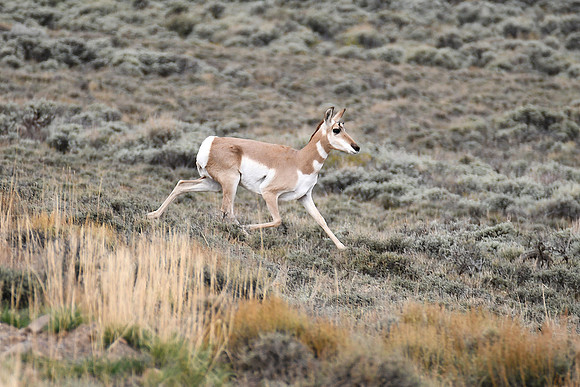 Pronghorn _0388