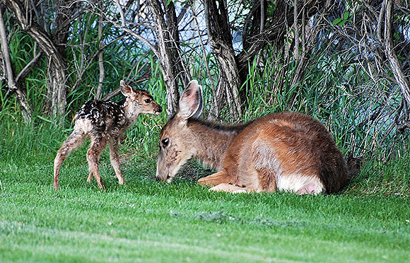 Newborn Fawn 2_0296