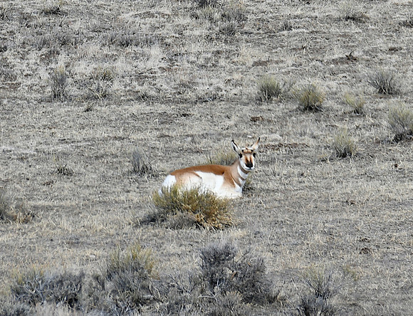Pronghorn Resting_0463
