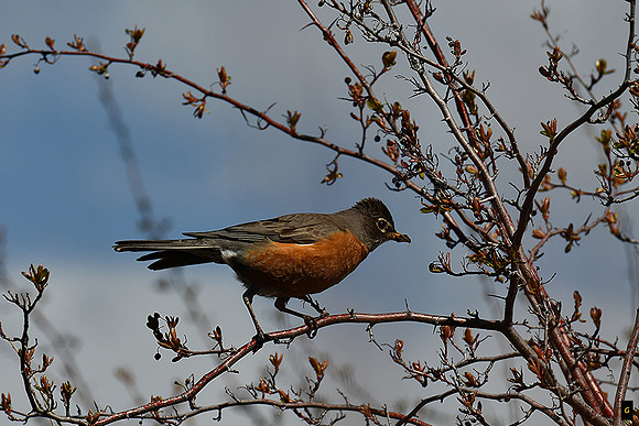 Robin