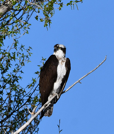 Osprey fishing_1140