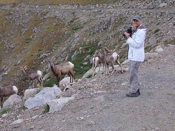 Mt Evans Bighorn Sheep