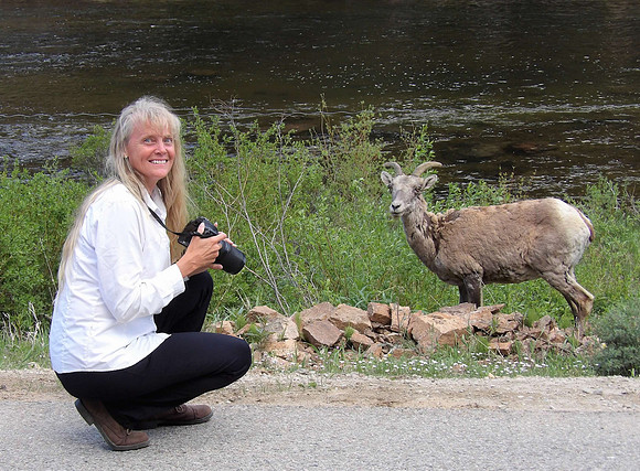 with bighorn sheep by Taylor dam