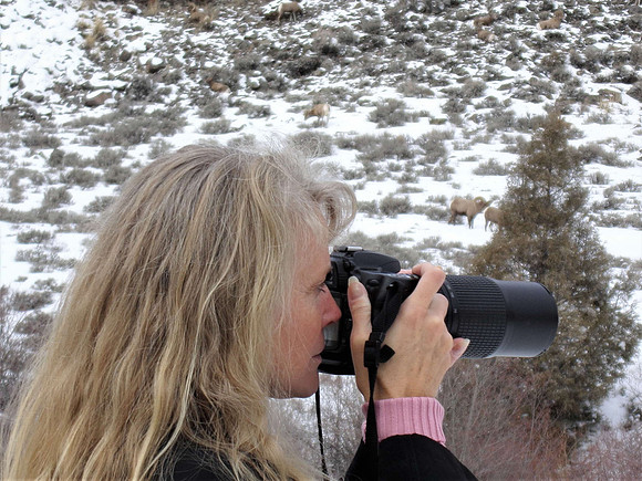 with Bighorns in Taylor Canyon_1542