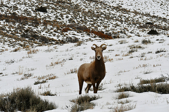 Beautiful Bighorn Sheep Ewe_0748