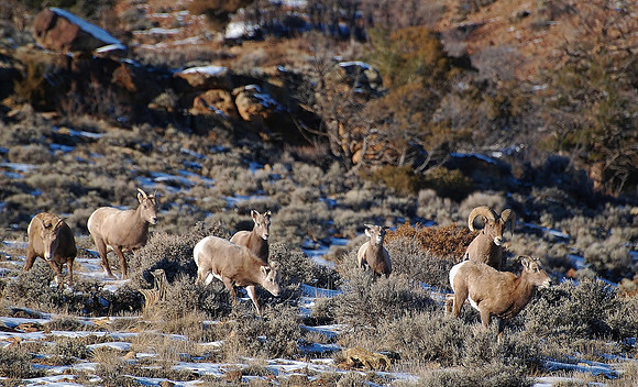 Bighorns at Blue Mesa _01940