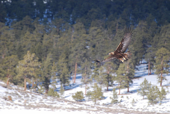 eagle 2_0040