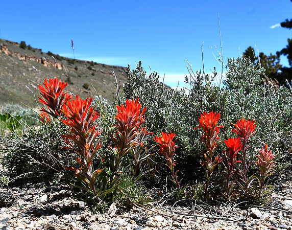 Indian Paintbrush_0033