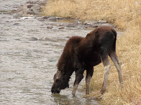 Getting a Drink 107_0310
