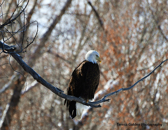 watching for fish