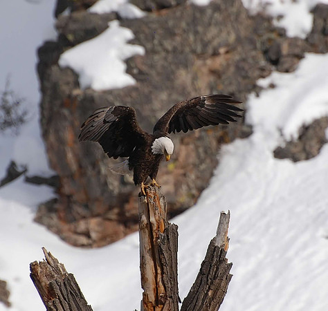 Eagle_0905
