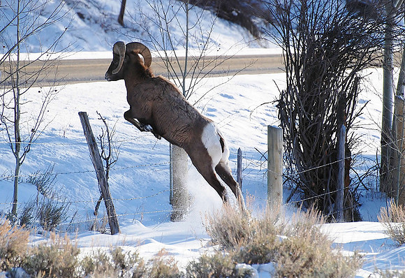 Bighorns _0026