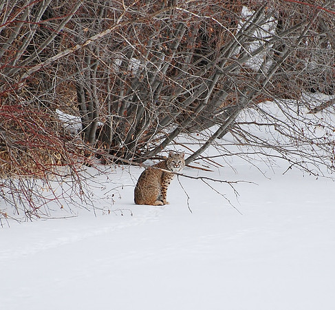 bobcat along the gunnison river.