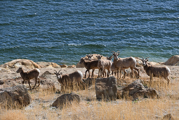 Bighorn Blue Mesa_0264