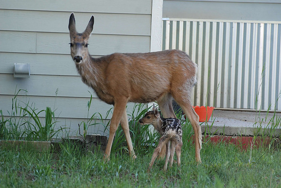 Newborn Fawn_0018