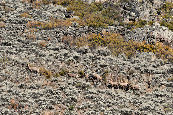 Seven Rams_5950