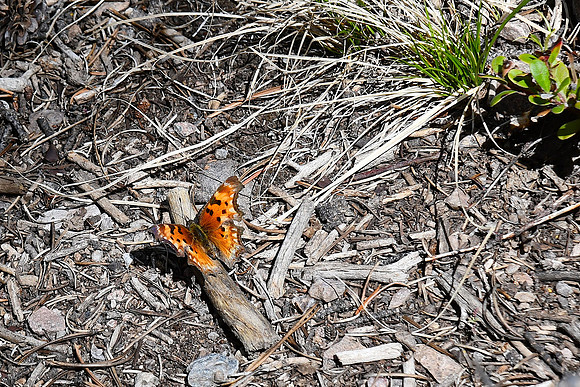 Butterfly_0556