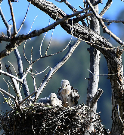 Hawk Chics (Eyas)_1204