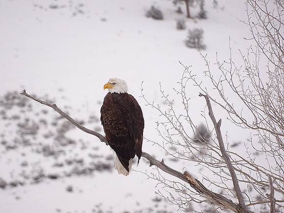 Eagle Power_0035