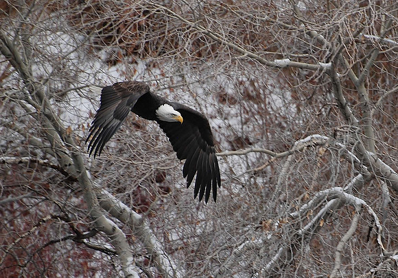 eagle 3. _0931