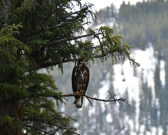 Young Bald Eagle with Mountain snow background_2429