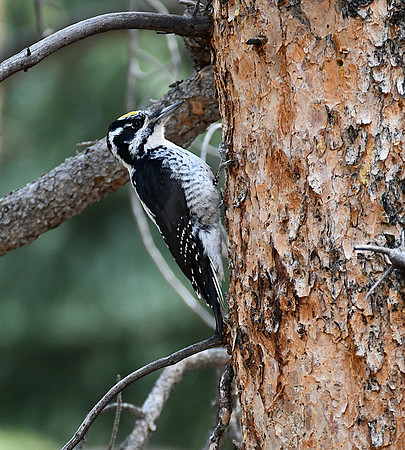 Yellow-headed woodpecker_2495