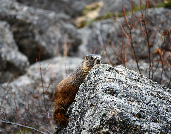 Marmot Magic 2650