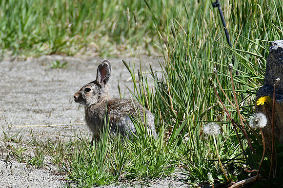 Cottontail_2748
