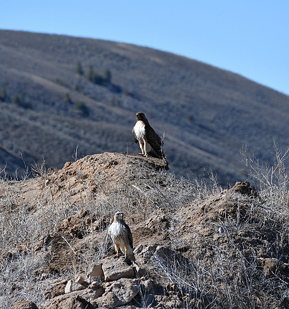 Hawk mates_2088