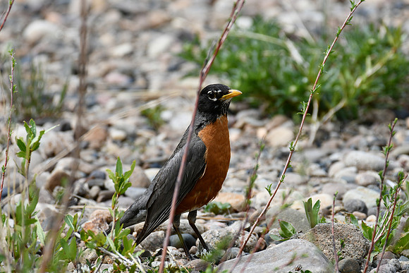 Robin Delight_2847