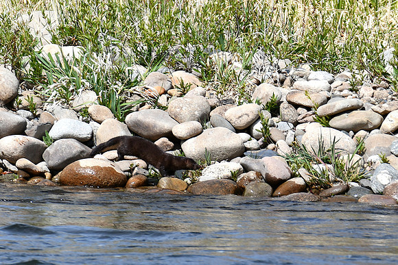 Mink along the Gunnison River_2778
