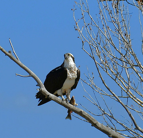 Pro fishing_4459