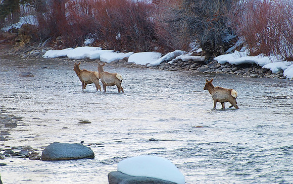 elk in river
