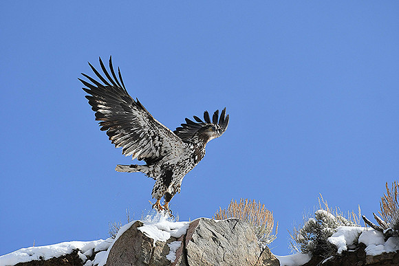 Bald Eagle Juvenile_8825