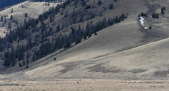 The Herd is on the Move_0158