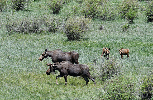 Bull, Cow and Twins_9815