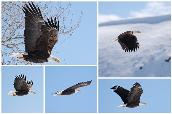 Over The Top Eagle Collage