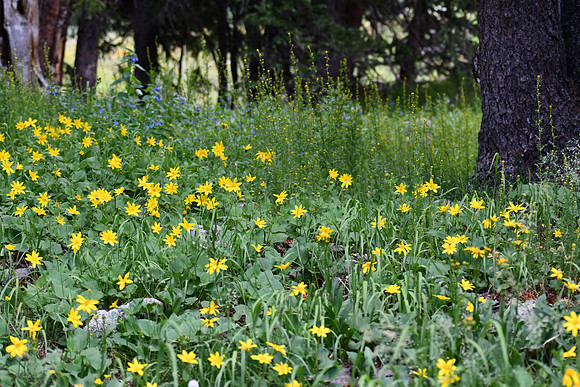 Wooded Wildflowers_3977