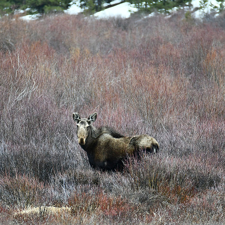 Morning Grazing_7961