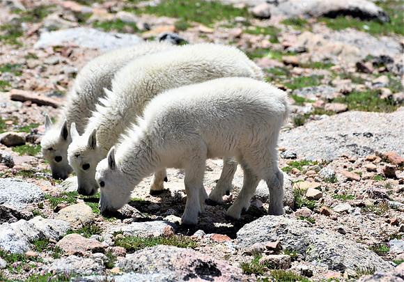 1 2 3 mtn goat kids