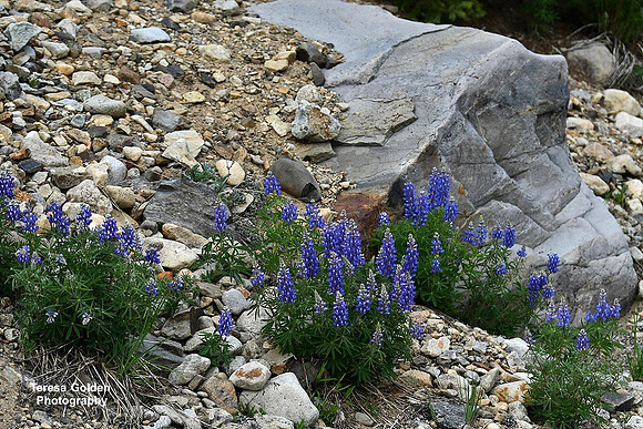 lupines