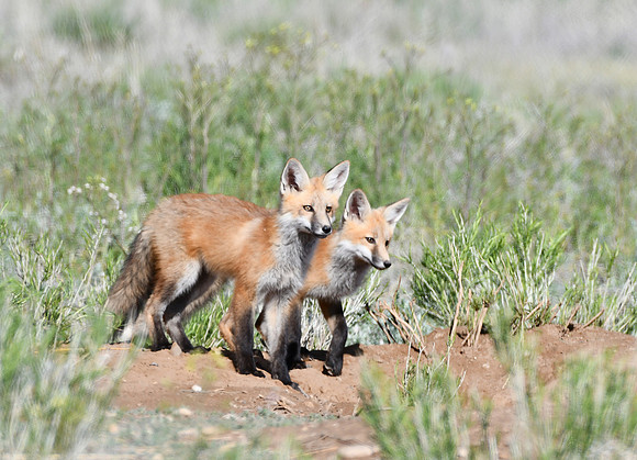 Fox kits maturing_3464