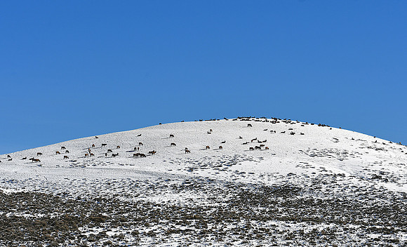 Elk at Blue Mesa_8927
