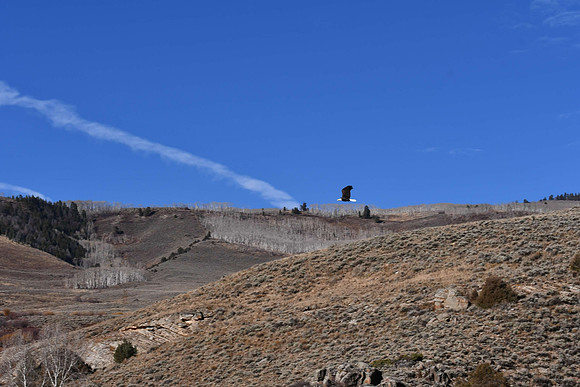 Eagles at Blue Mesa_3540