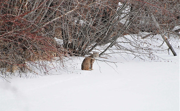 Elusive Beauty. Bobcat _0946