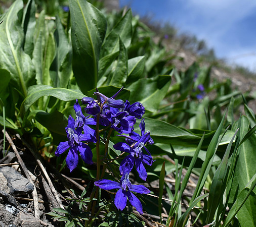 Colorful flowers _0545